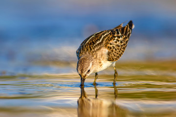 Cute little water bird. Colorful nature background. Little Stint.