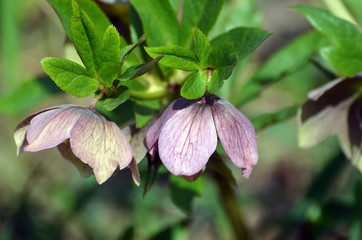 Blossom of helleborus , Christmas or Lenten rose, macro, selective focus