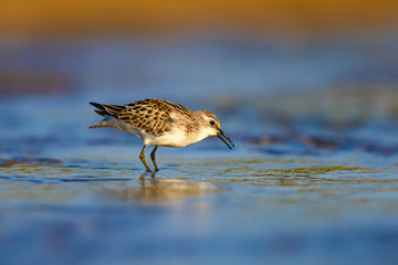Cute little water bird. Colorful nature background. Little Stint.