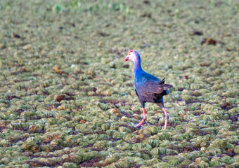 Bird at Thalenoi lake Phatthalung , Thailand.