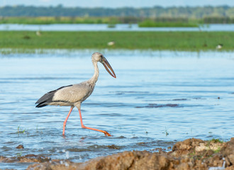 Bird at Thalenoi lake Phatthalung , Thailand.