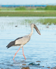 Bird at Thalenoi lake Phatthalung , Thailand.