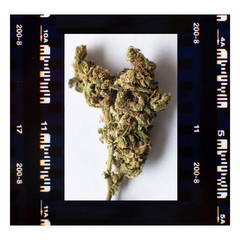 Marijuana Weed Bud on film frame.