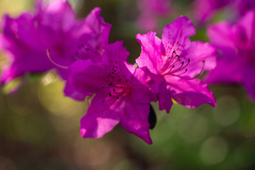 Fototapeta na wymiar Pink azalea flowers in the spring