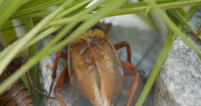 Close-up shot of June bug hiding in green leaves and moving actively on white background.