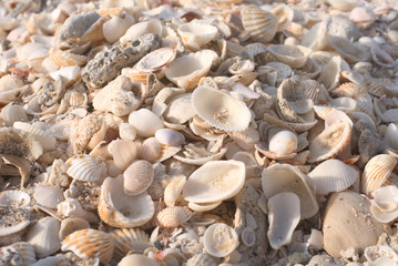 Seashells on a sandy ocean beach