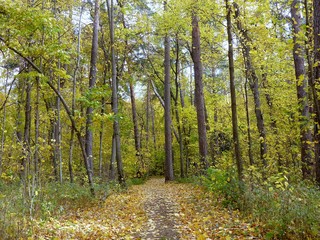 Fototapeta premium A wide path in the autumn forest Sunny and quiet day