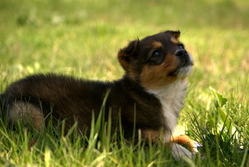 little shaggy red dog