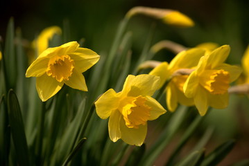 yellow daffodils in the garden