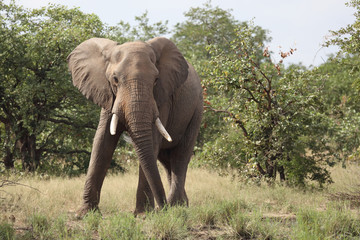 Fototapeta premium Słoń afrykański / słoń afrykański / Loxodonta africana
