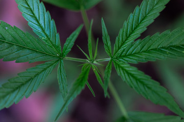 Backgrounds of Beautiful Cannabis trees are growing on the ground.