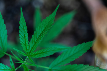 Backgrounds of Beautiful Cannabis trees are growing on the ground.