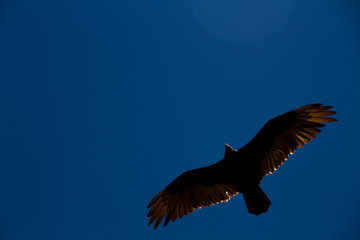 Condor in flight