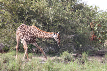 Giraffe / Giraffe / Giraffa Camelopardalis