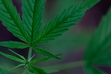 Backgrounds of Beautiful Cannabis trees are growing on the ground.