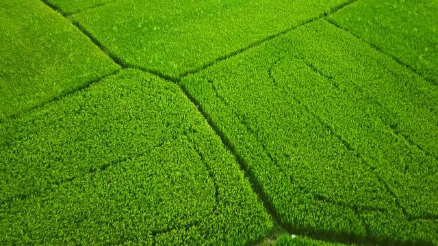 Aerial close-up plant field young green grass rice sprouts wheat useful culture moves wind. White bird takes off. Agriculture production grow natural landscape. Vegetarianism ecology. Meditation calm