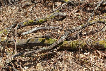 tree with moss in the forest