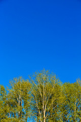 Obraz premium tree and blue sky