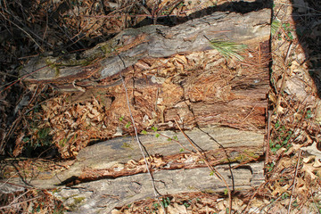 rotted out log