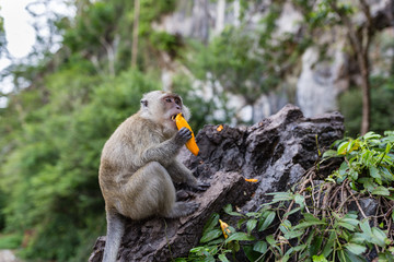 Monkey eating fresh fruit outdoor. Thailand animal