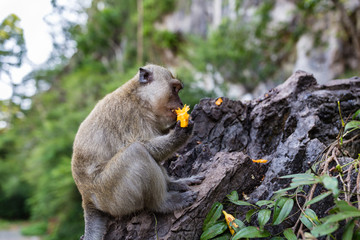 Monkey eating fresh fruit outdoor. Thailand animal