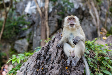 Monkey eating fresh fruit outdoor. Thailand animal