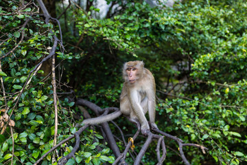 Monkey sitting on the branch of tree outdoor. Thailand animal