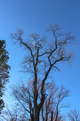 Obraz na płótnie Canvas tree against blue sky