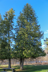 Obraz premium 2 trees in park
