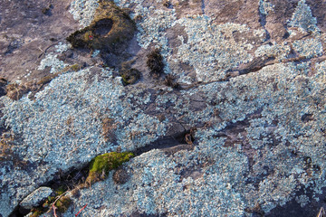 lichens on a rock