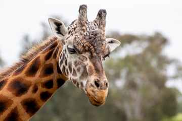 portrait of giraffe