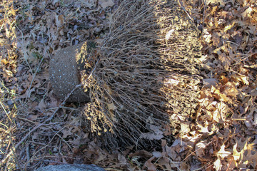 discarded dead potted plant