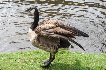 Goose