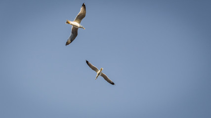 Two gulls flying
