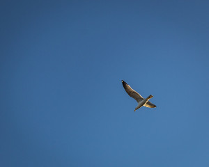 Seagull spoting food