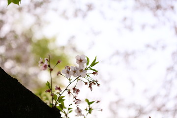 桜の小枝