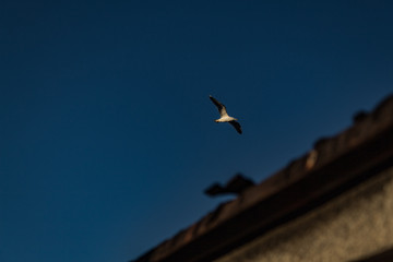 Seagull flying over the roof