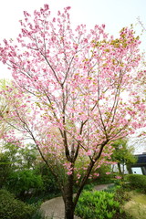 ピンクのさくら