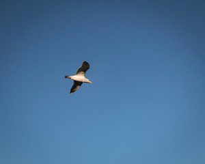 Seagull