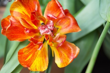 red flower