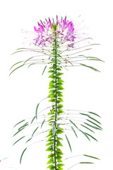 spider frower on white background