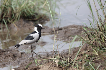 Waffenkiebitz / Blacksmith plover / Vanellus armatus