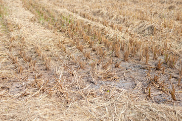 Fototapeta premium Rice stump remaining after rice harvest