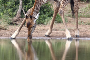 Giraffe / Giraffe / Giraffa Camelopardalis