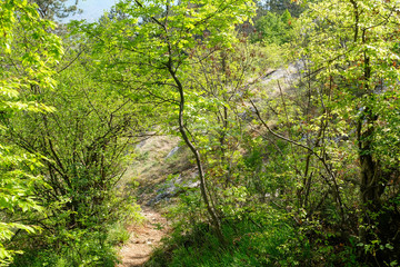 Road trough the forest