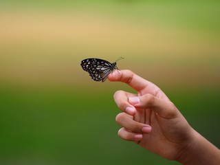 Butterflies on fingers, blurred background, natural scenery and green and yellow tones