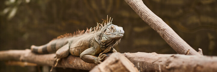 iguana lizard crawling through the branches in the zoo