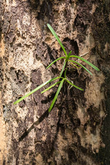 Orchids that are waiting for growth