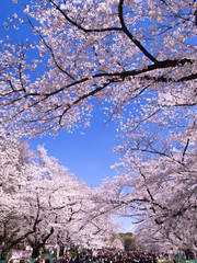 桜が満開の上野公園