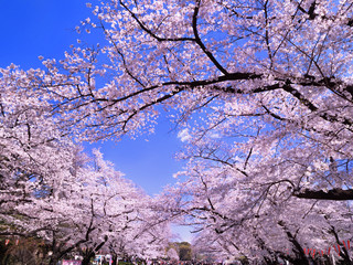 桜が満開の上野公園